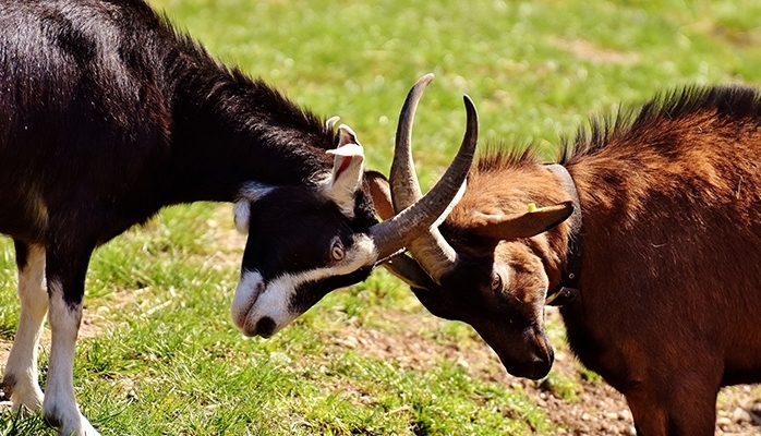 Quelle indemnisation par l'assurance auto lors d'un dommage causé par un animal sauvage ? 